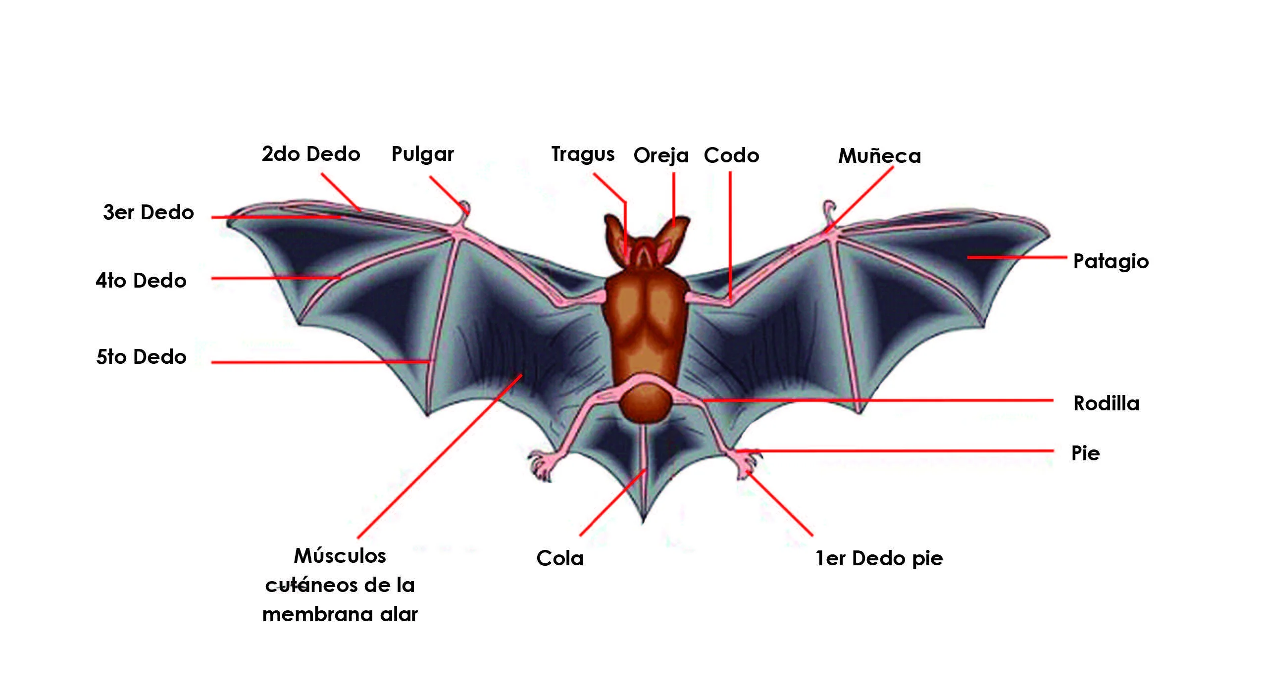 Anatomia de los murciélagos