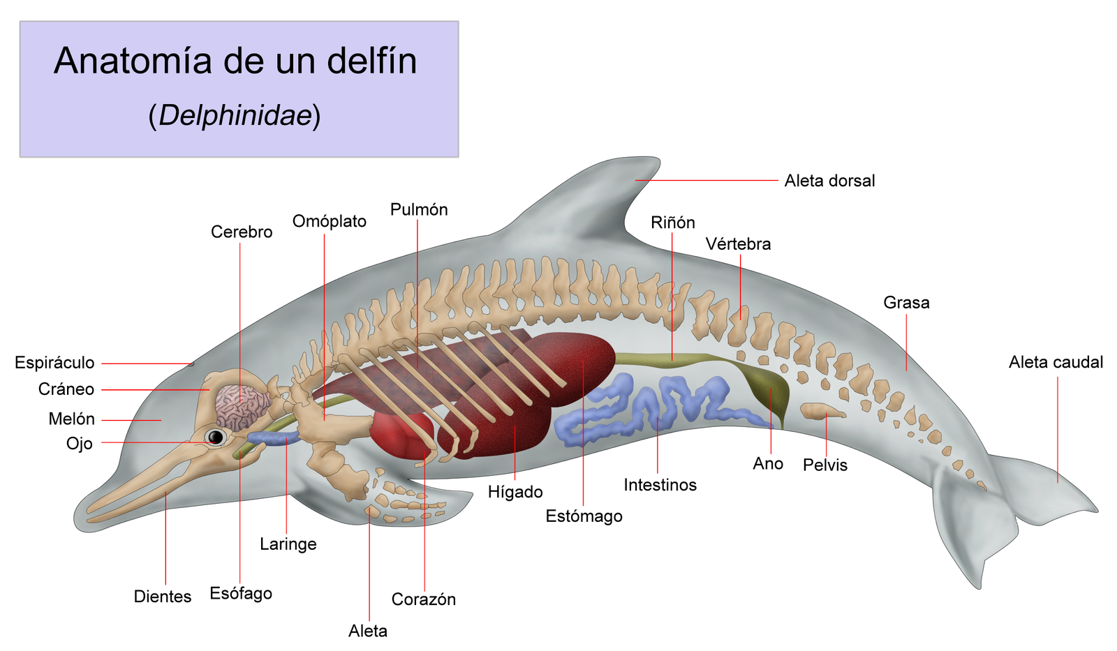 Anatomia delfin