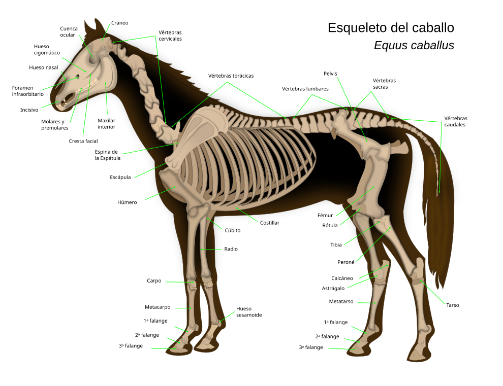 Esqueleto Caballo