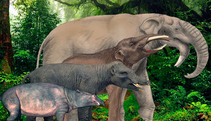 Evolución de los Mamíferos Evolución de los Mamíferos