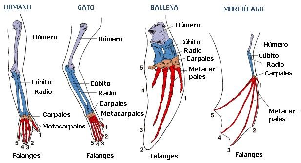 Extremidades de los mamíferos