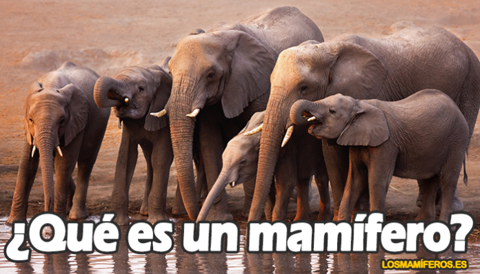 Qué es un Mamífero Qué es un Mamífero