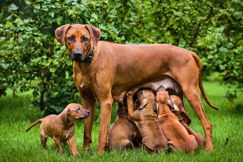 amamantando cachorros amamantando cachorros