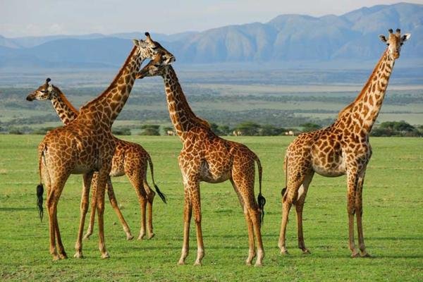 jirafas jirafas