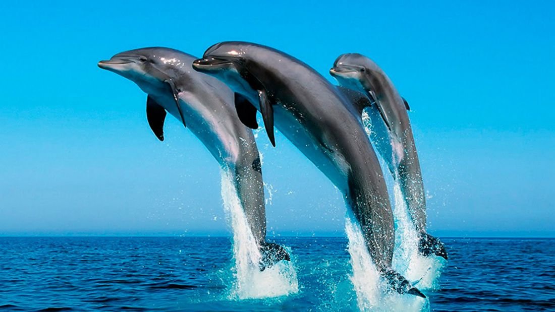 mamíferos delfines mamíferos delfines