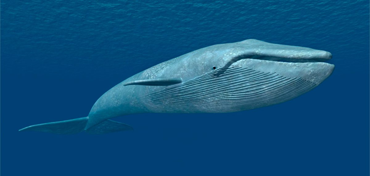 rorcual azul rorcual azul